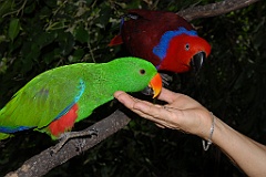 0700 Birdworld Kuranda